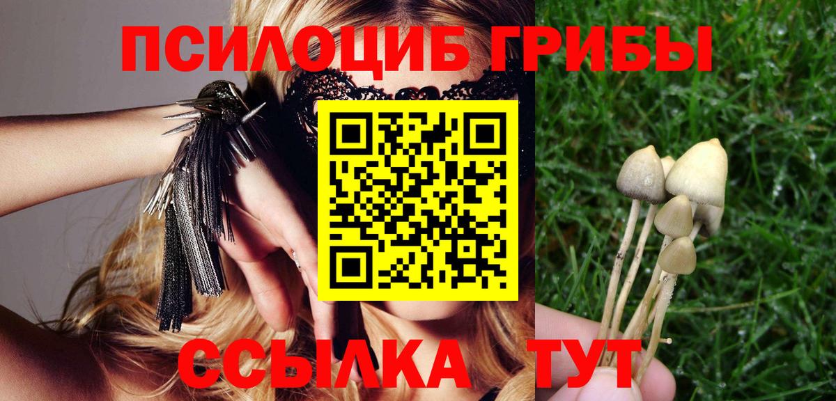 Галлюциногенные грибы Psilocybine cubensis Люберцы